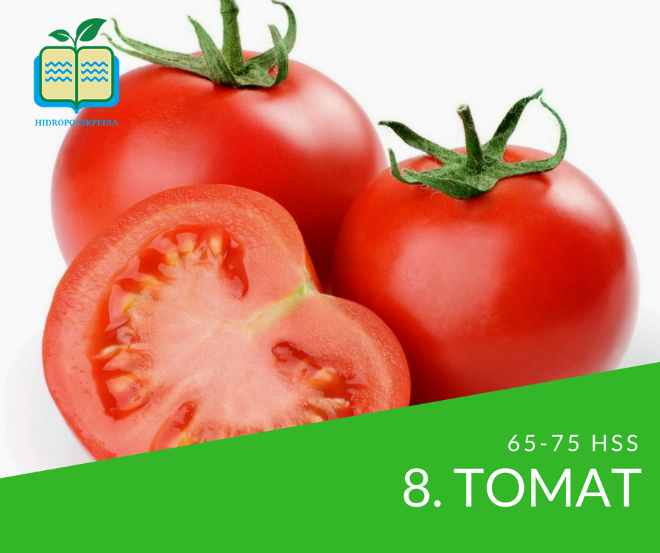 masa-panen-sayuran-hidroponik-tomat