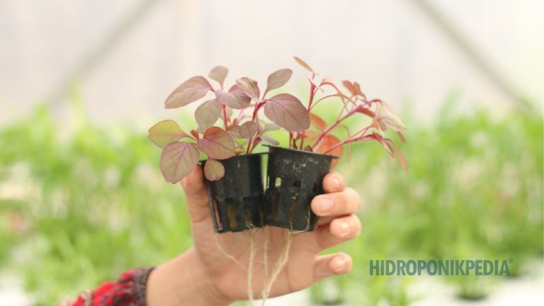 Pengertian Hidroponik: Definisi Teknis vs Realitas Lapangan