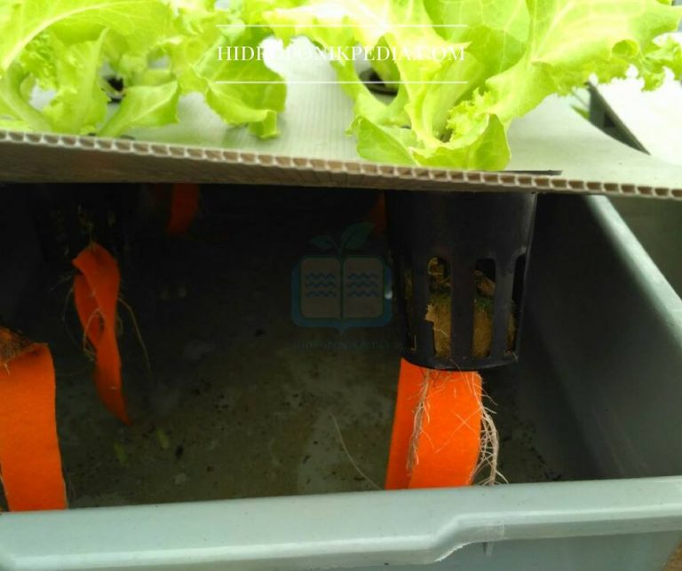 Cara Menanam Selada Hidroponik