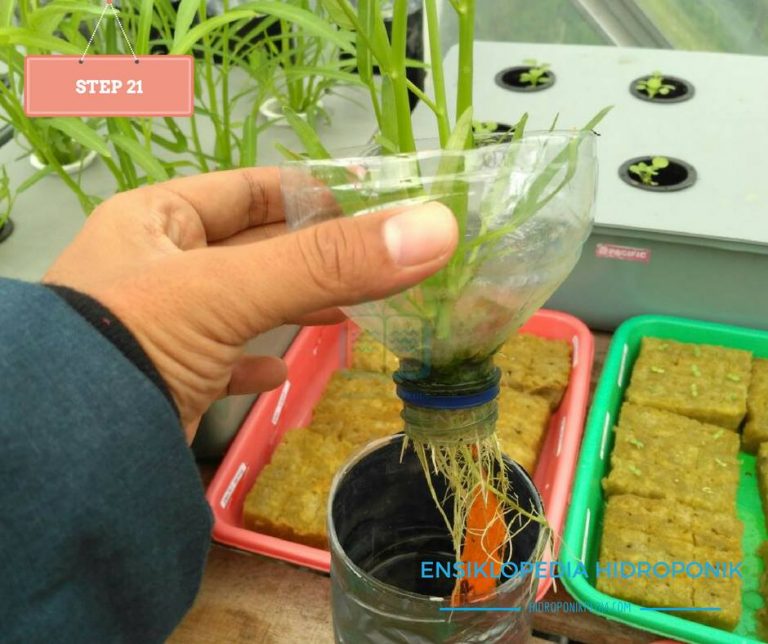 Cara Menanam Kangkung Hidroponik