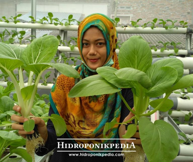 Cara Menanam Pak Choy Hidroponik