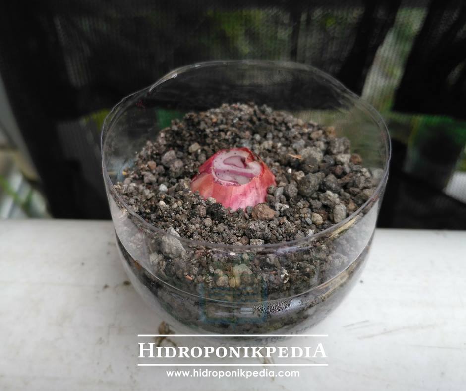 cara-menanam-bawang-merah-hidroponik-04