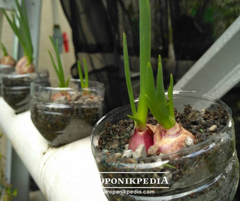 Cara Menanam Bawang Merah Hidroponik