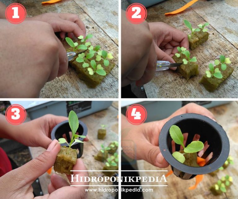 Cara Menanam Sawi/Caisim Hidroponik