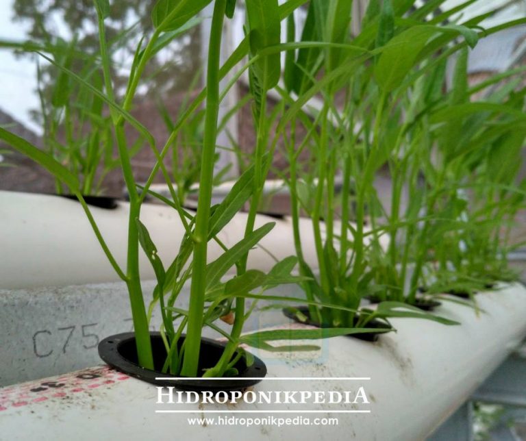 5 Alasan Tanaman Kangkung Harus Selalu Ada di Kebun Anda