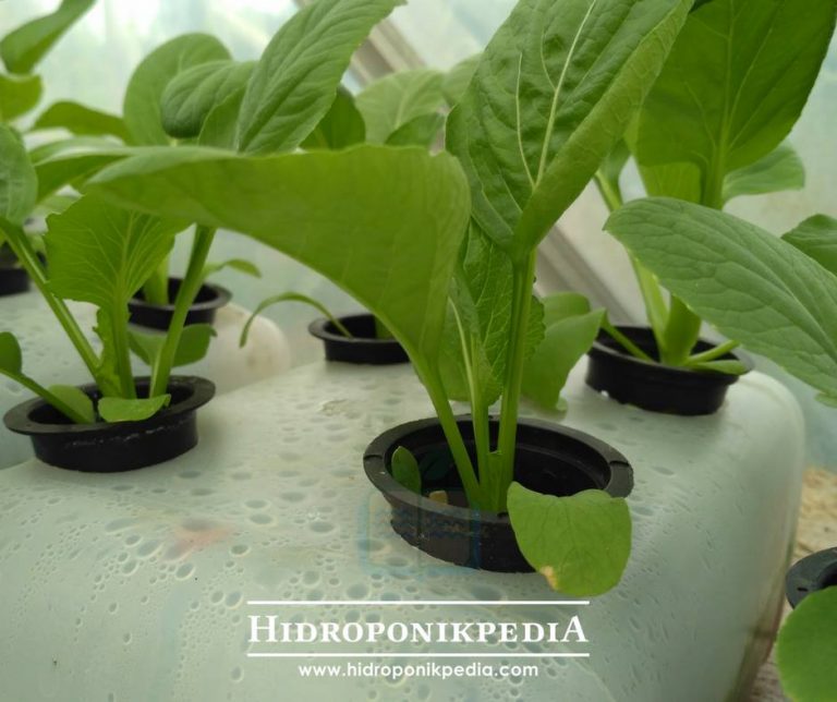 Hidroponik Hemat Menggunakan Jerigen Bekas