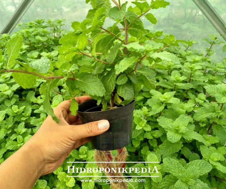 7 Langkah Stek Mint Hidroponik