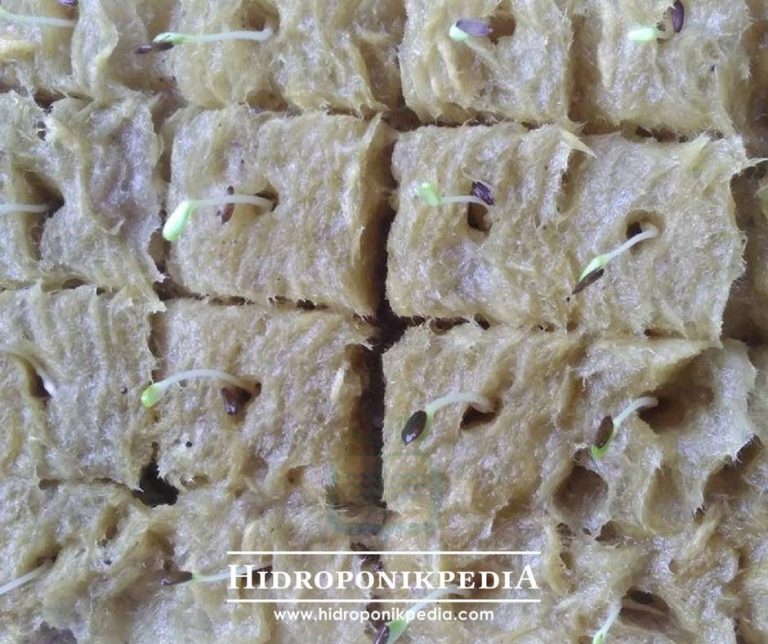 Mengenal Etiolasi Pada Tanaman Hidroponik