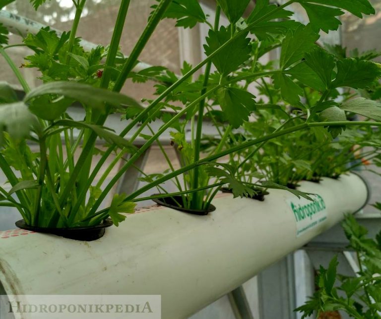 Cara Menanam Seledri Hidroponik