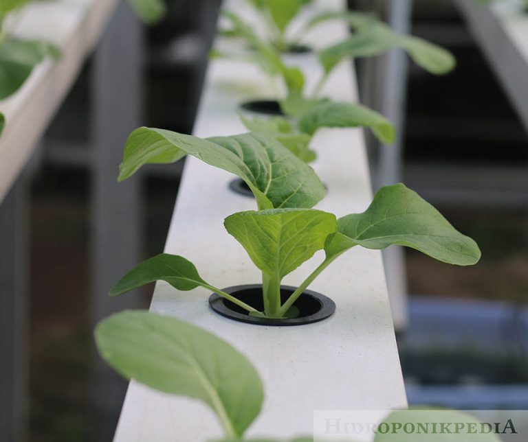 Inilah Kelebihan dan Kekurangan Sistem Hidroponik NFT