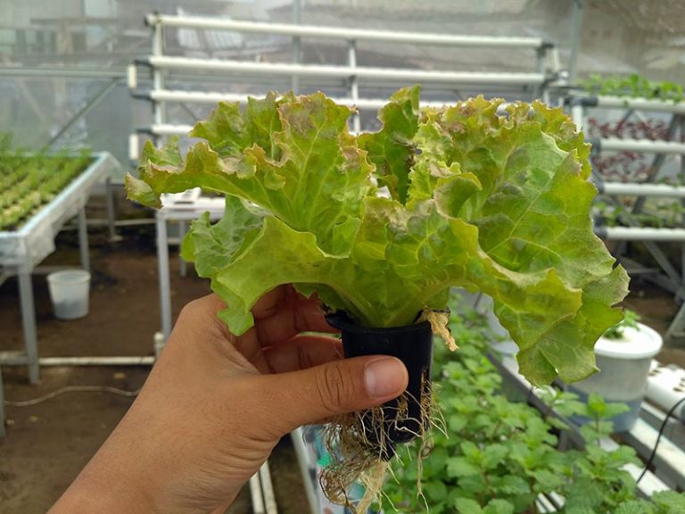 [FAQ] Apakah Hidroponik termasuk Organik?