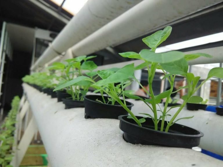 [FAQ] Jarak Tanam/Jarak Lubang untuk Tanaman Hidroponik