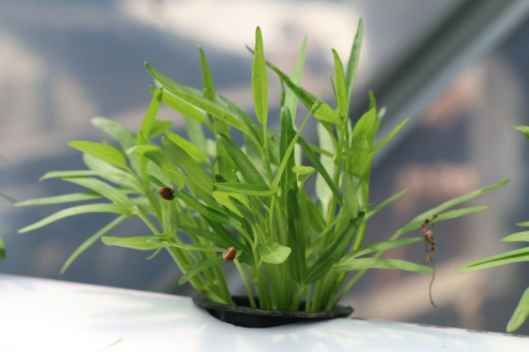 [FAQ] Jumlah Benih per Lubang Tanam