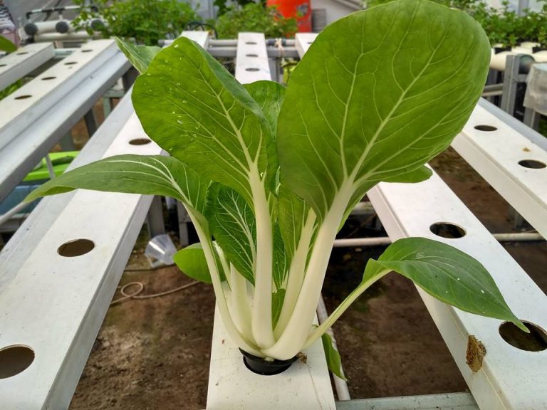 [FAQ] Masa Panen Sayuran Hidroponik dibanding Konvensional