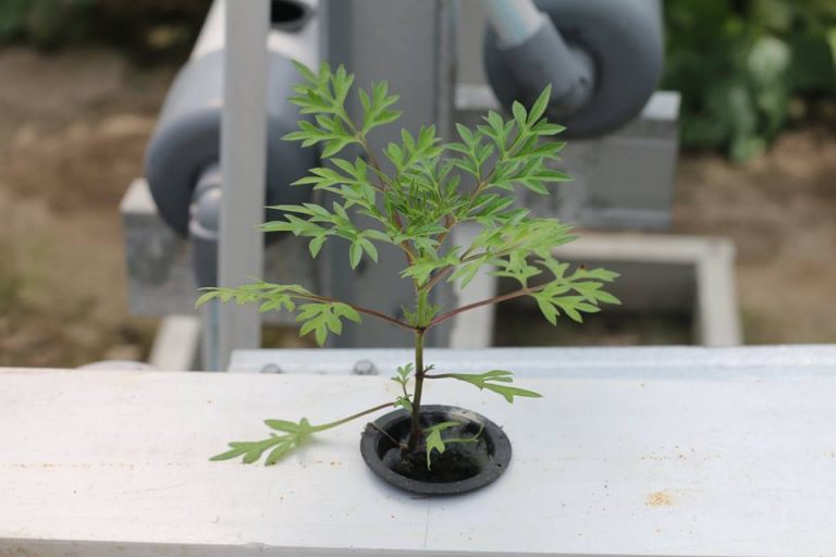 [FAQ] Tanaman Apa Saja yang Bisa Ditanam Secara Hidroponik?