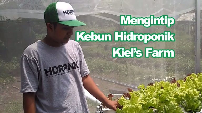 [VIDEO] Mengintip Kebun Hidroponik Kiel’s Farm (Part 1)