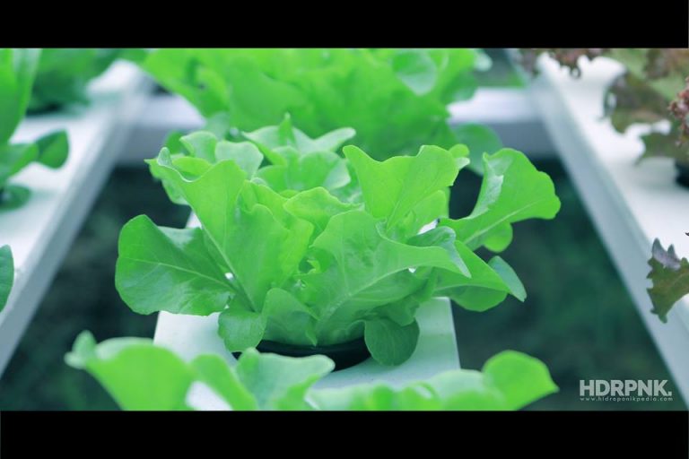 [FAQ] Tanaman Hidroponik yang Paling Mudah ditanam