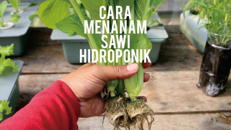 Cara Menanam Sawi Hidroponik