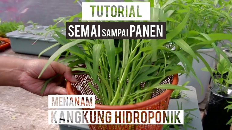 Tutorial Menanam Kangkung Hidroponik