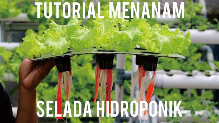 Tutorial Menanam Selada Hidroponik