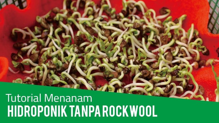 Cara Menanam Hidroponik Tanpa Rockwool