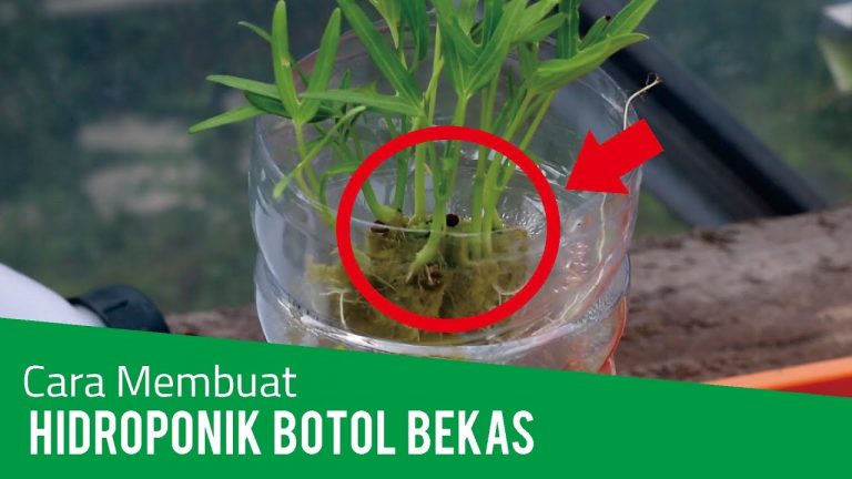 Cara Menanam Hidroponik dengan Botol Bekas