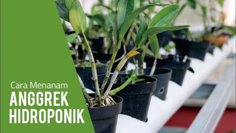 Cara Menanam Anggrek Hidroponik