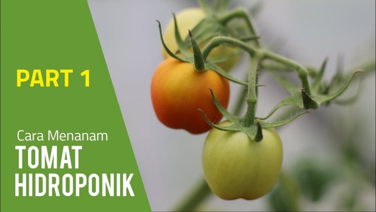 Cara Menanam Tomat Hidroponik – Tahap Semai (PART 1)