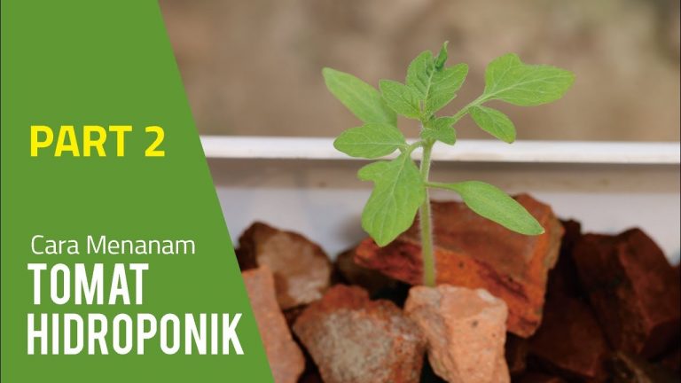 Cara Menanam Tomat Hidroponik – Tahap Pindah Tanam (PART 2)