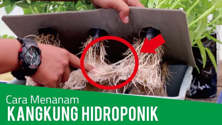 Cara Menanam Kangkung Hidroponik (Panen Kedua)