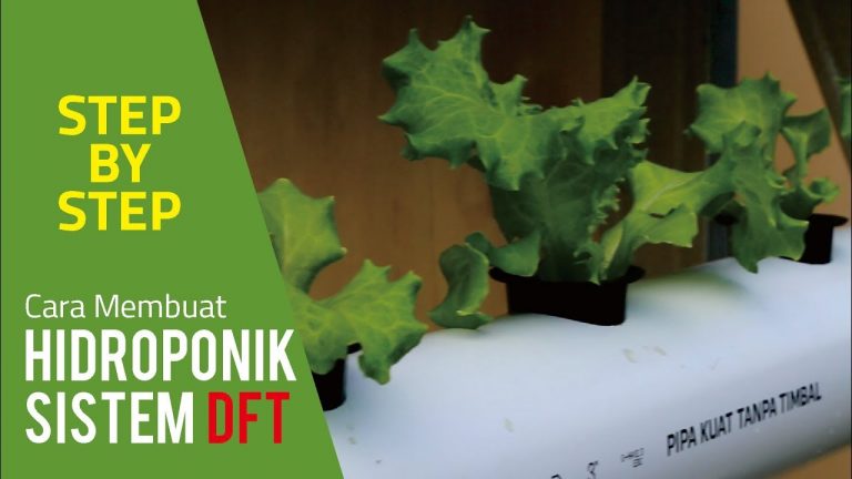 Cara Membuat Hidroponik Sistem DFT