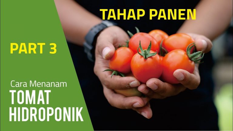 Cara Menanam Tomat Hidroponik – Tahap Panen (Part 3)
