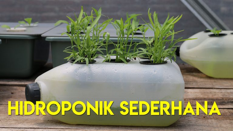 Cara Membuat Hidroponik dari Jerigen Bekas