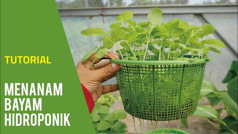 Cara Menanam Bayam Hidroponik