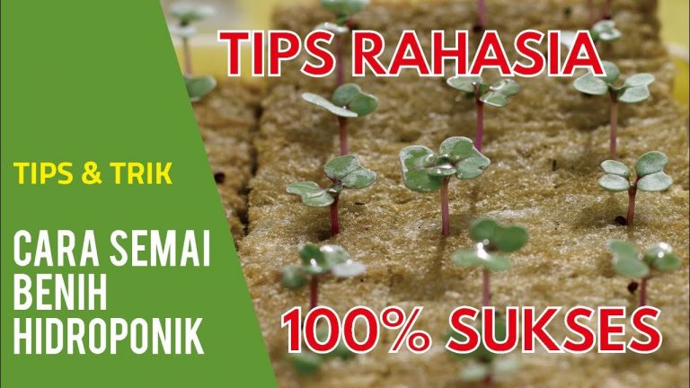 Cara Menyemai Benih Sayuran Hidroponik