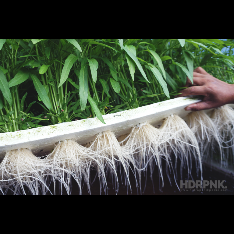5 Macam Sistem Hidroponik