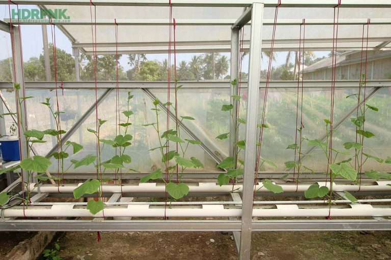 Kelebihan dan Kekurangan Sistem Hidroponik DFT