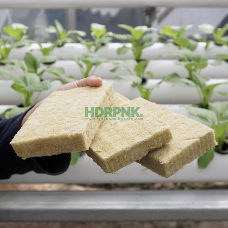 Inilah 5 Media Tanam Hidroponik yang Paling Sering Dipakai