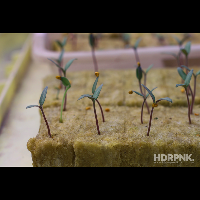 5 Kunci Keberhasilan dalam Semai