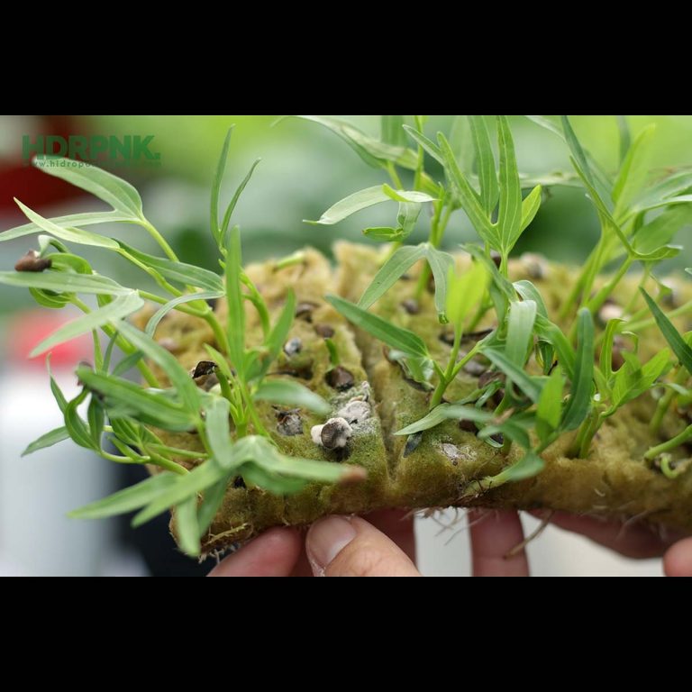 5 Penyebab Semaian Berjamur