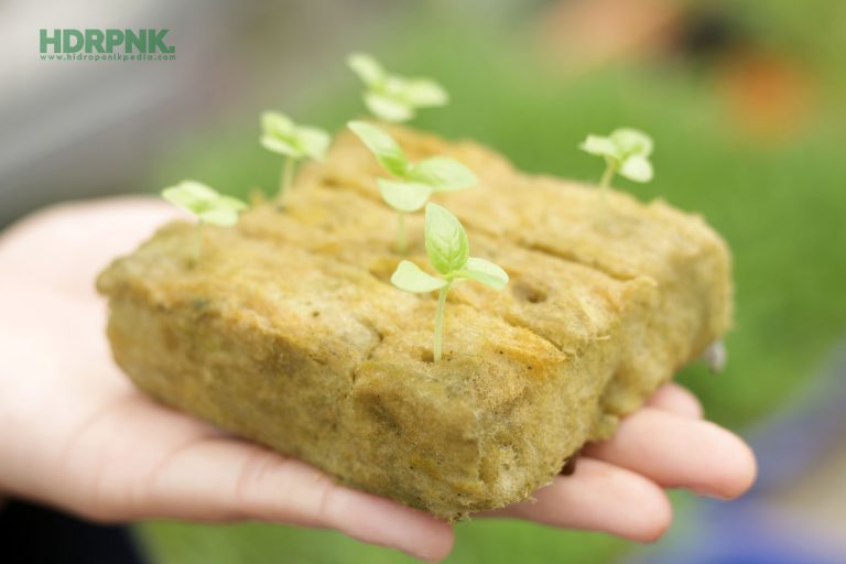 Cara Menanam Basil Hidroponik
