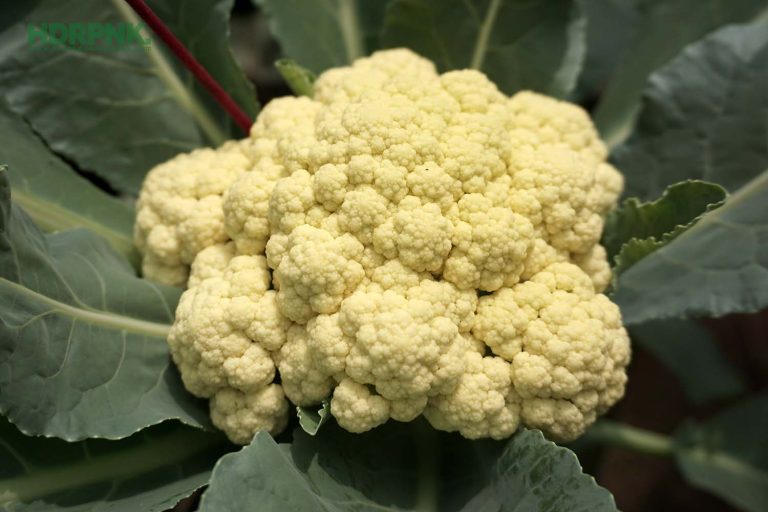 5 Langkah Mudah Menanam Bunga Kol Sistem Hidroponik DFT