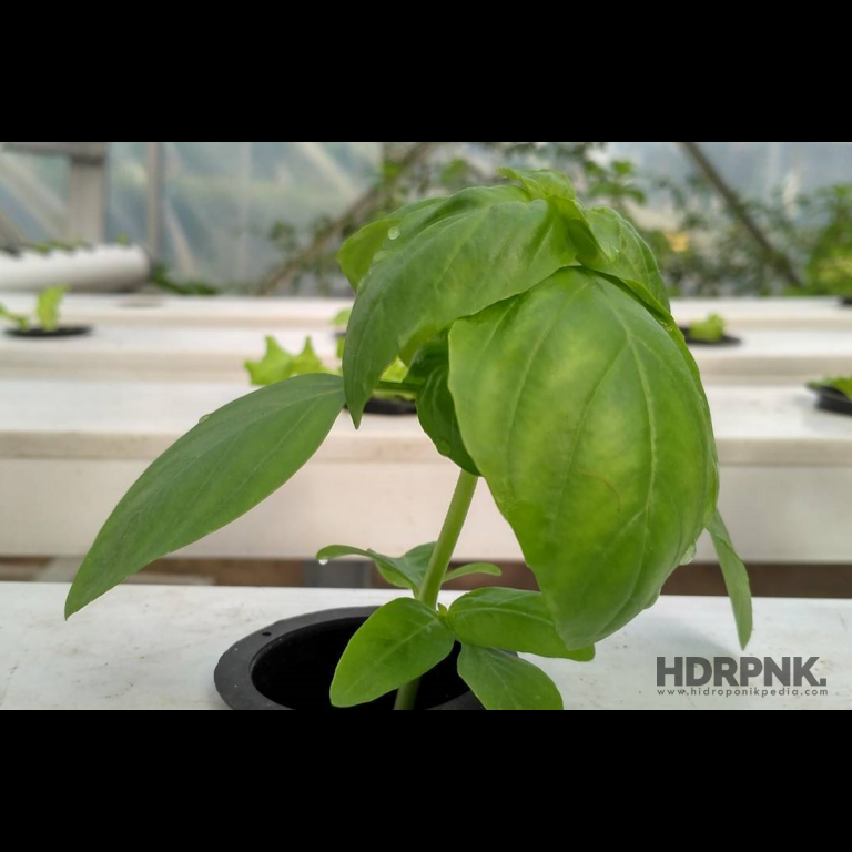 7 Macam Sayuran yang Paling Mudah Ditanam Menggunakan Metode Hidroponik