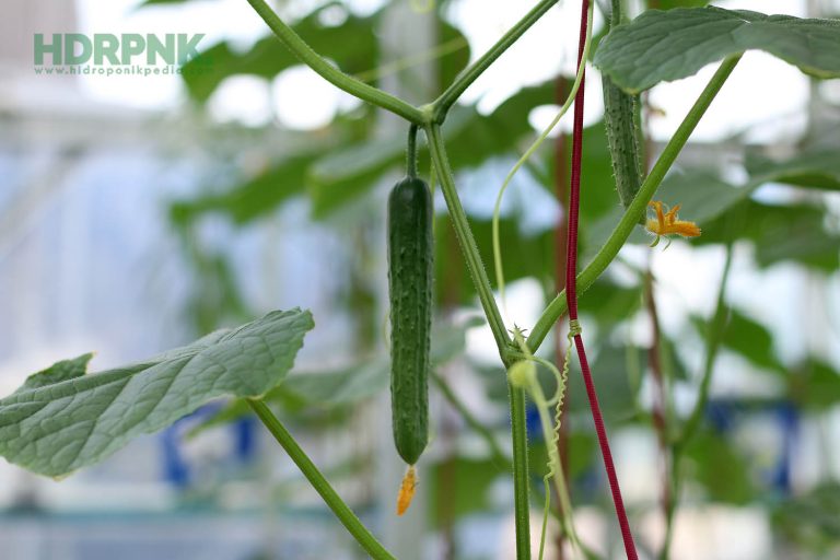 Budidaya Mentimun Sistem Hidroponik DFT