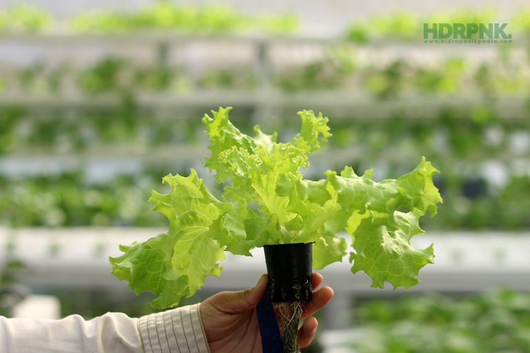 Menanam Selada Menggunakan Sistem Wick Hidroponik
