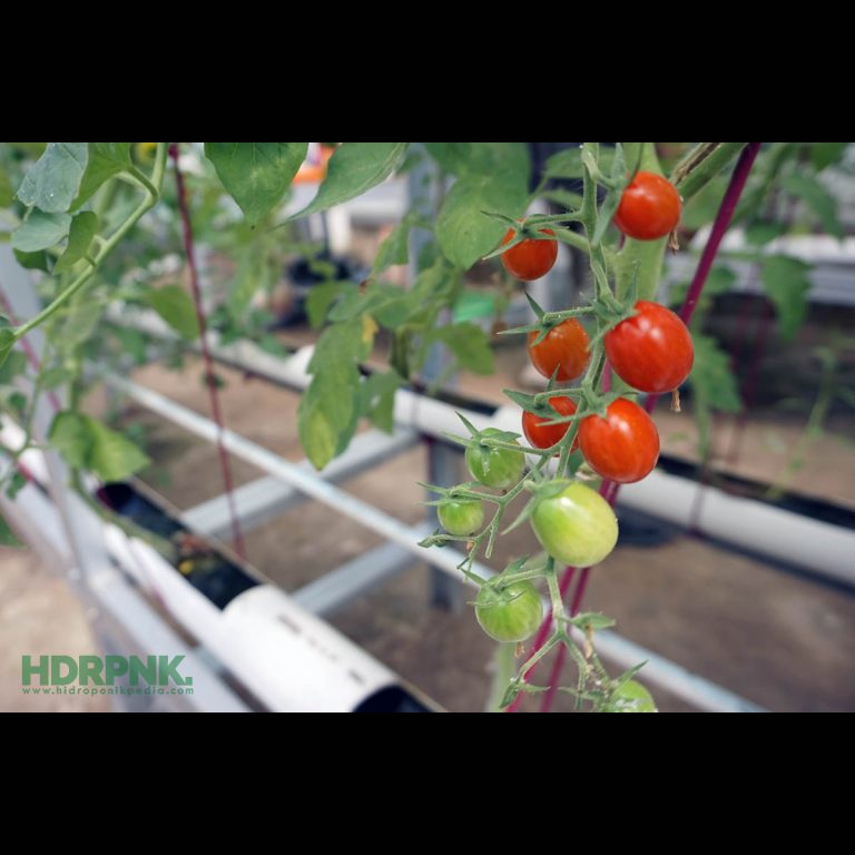 5 Langkah Menarik Menanam Tomat Hidroponik