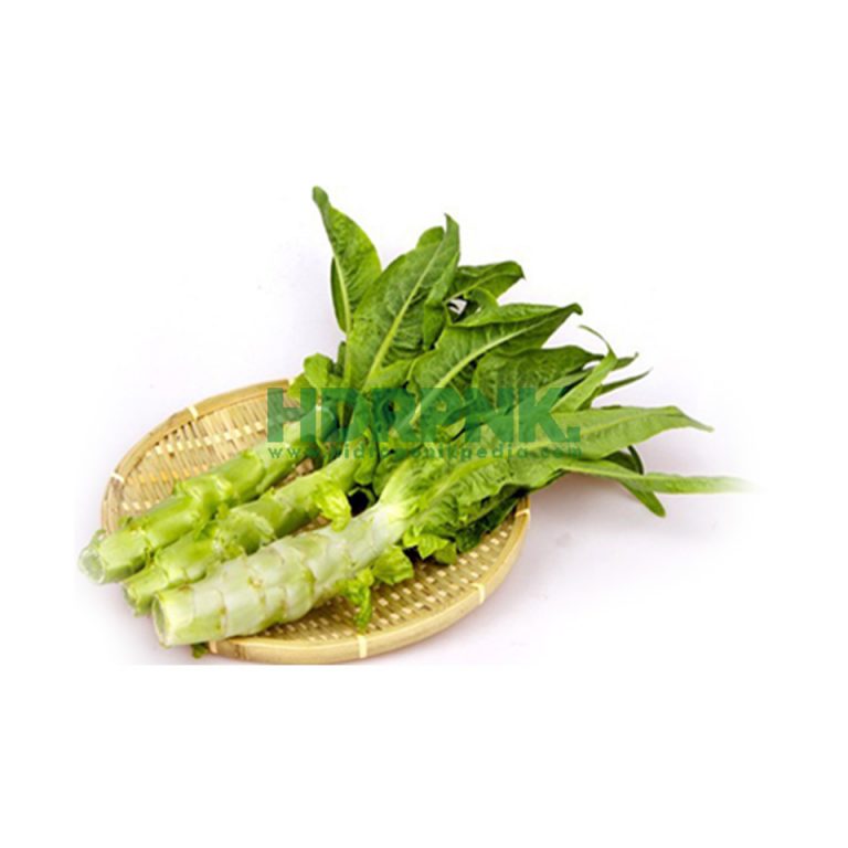 Inilah 10 Daftar Nama Selada Hidroponik