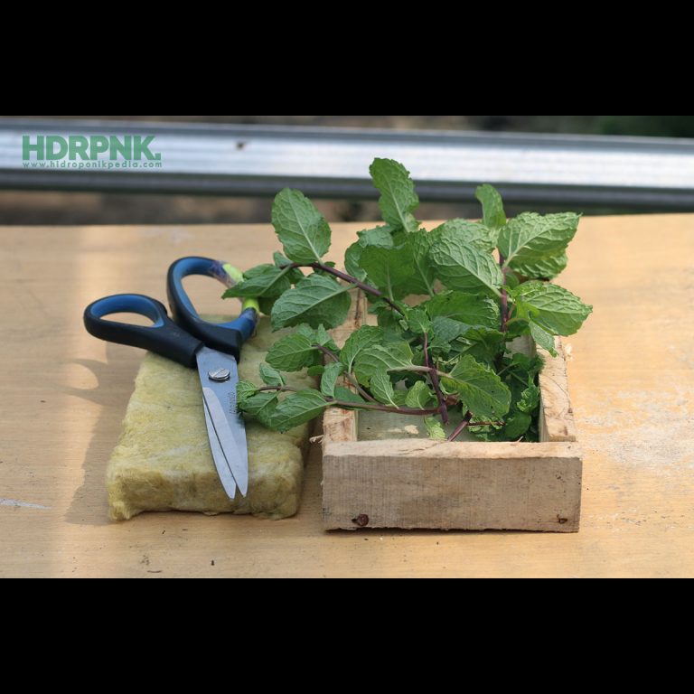 Cara Mudah Stek Mint Hidroponik