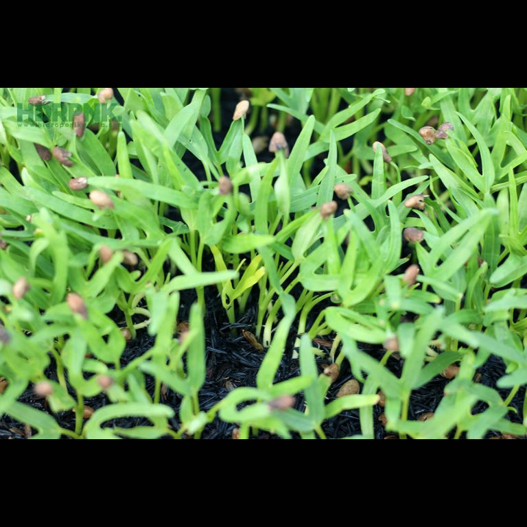 Menanam Kangkung Menggunakan Media Tanam Sekam Bakar