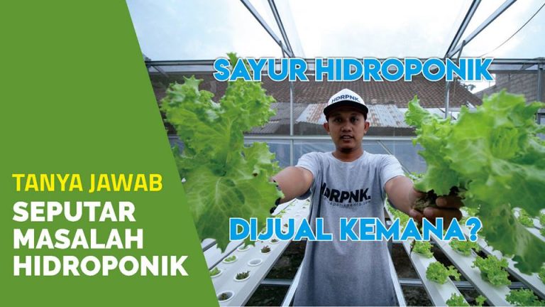 7 Pertanyaan yang Sering ditanyakan Seputar Hidroponik